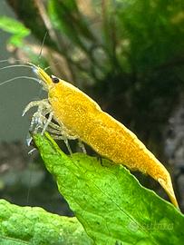 Neocaridine Davidi Yellow Golden Back