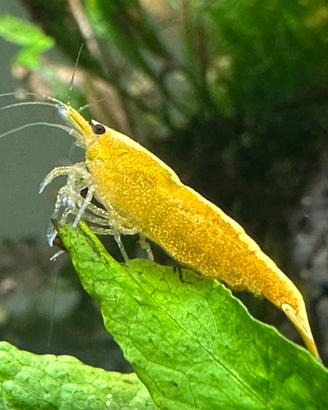 Neocaridine Davidi Yellow Golden Back
