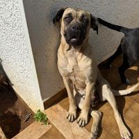 Cane corso femmina