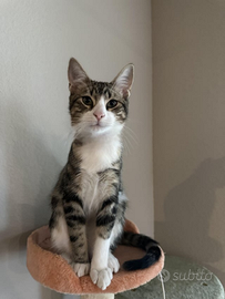 LINUS, 3 anni di coccole e avventure