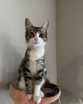 LINUS, 3 anni di coccole e avventure