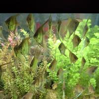 Scalari Santa Isabel/Manacapuru