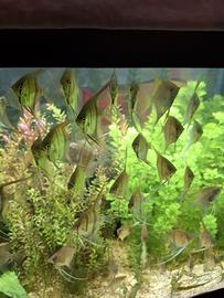 Scalari Santa Isabel/Manacapuru