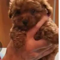 Barboncina toy red pedigree enci