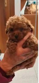 Barboncina toy red pedigree enci