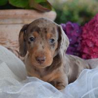 Cuccioli di Bassotto Tedesco Nano