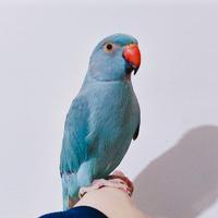 Parrocchetto Dal Collare Docile