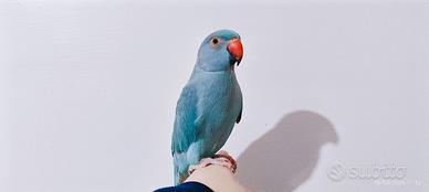 Parrocchetto Dal Collare Docile