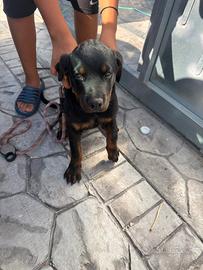 Rottweiler di 3 mesi - cucciolo Nettuno ROMA