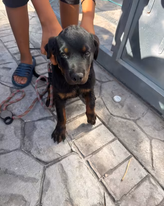 Rottweiler di 3 mesi - cucciolo Nettuno ROMA