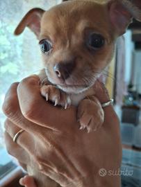 Chihuahua