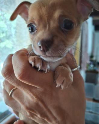 Chihuahua