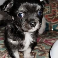 Chihuahua PL
