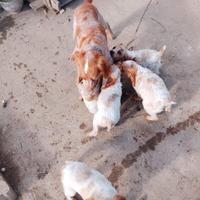 Cuccioli spagno breton