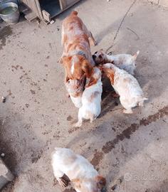 Cuccioli spagno breton