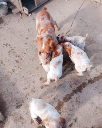 Cuccioli spagno breton