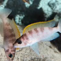 Ciclidi lago Tanganica Neolamprologus caudopunctat