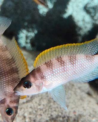 Ciclidi lago Tanganica Neolamprologus caudopunctat