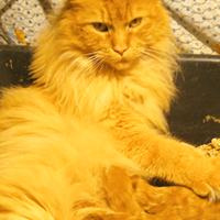 Maine coon con pedigree ENFI