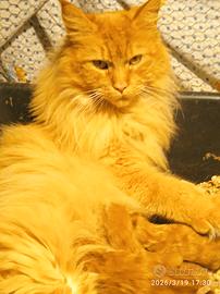 Maine coon con pedigree ENFI