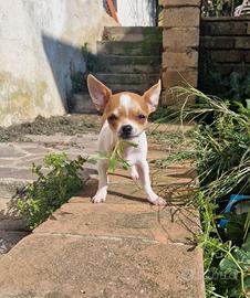 Cucciolo di Chihuahua