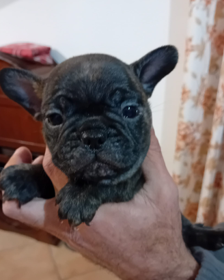 Bulldog francese