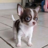 CHIHUAHUA TOY CUCCIOLI TOP rate da 12 mesi