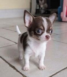 CHIHUAHUA TOY CUCCIOLI TOP rate da 12 mesi