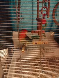 Calopsite e inseparabile allevati a mano