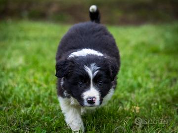 Cucciolo maschio border collie