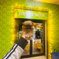 Spitz di Pomerania Toy