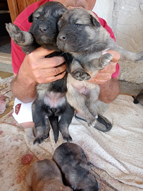 Cuccioli Pastore del Caucaso