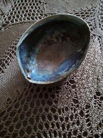 3 PEZZI ABALONE NATURALE CON PIEDINI