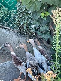 Anatre corritrici (coppia)