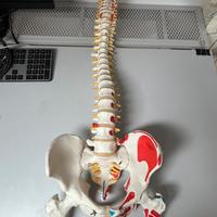 Scheletro Colonna 3b scientific, versione di lusso