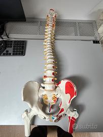 Scheletro Colonna 3b scientific, versione di lusso