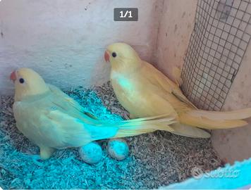 Parrocchetti dal collare
