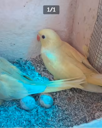 Parrocchetti dal collare