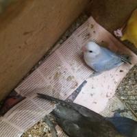 Inseparabili allevati a mano