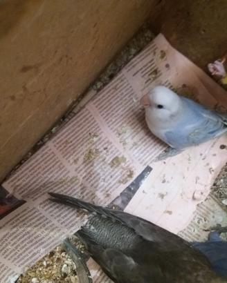 Inseparabili allevati a mano