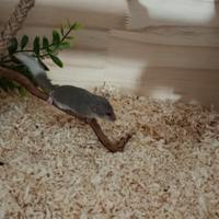 Minighiro africano codabianca