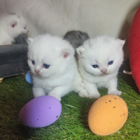 Cuccioli di British Shorthair