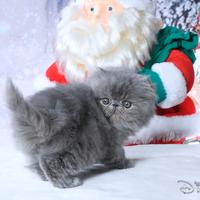 Gattino persiano blu