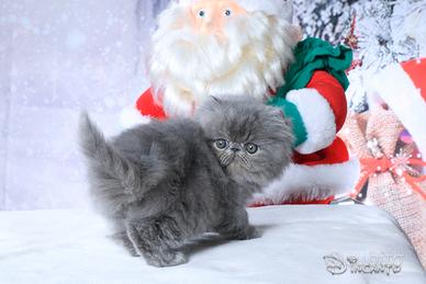 Gattino persiano blu