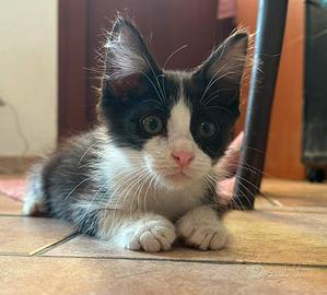 Gatto maschio