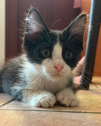 Gatto maschio