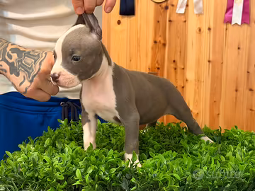 Pitbull ukc