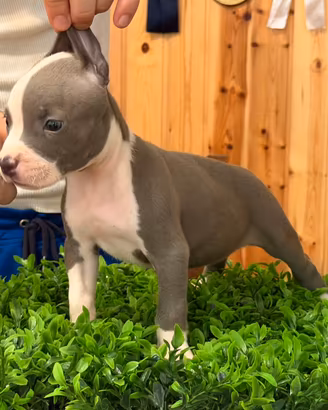 Pitbull ukc