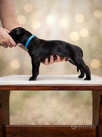 Cucciolo maschio American Pit Bull Terrier ADBA