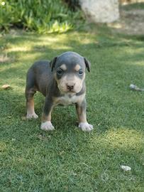 american Pitbull 